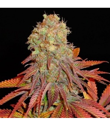Rock Bud 10 u. fem. Soma Seeds (Formato antiguo)