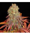 Rock Bud 10 u. fem. Soma Seeds (Formato antiguo)