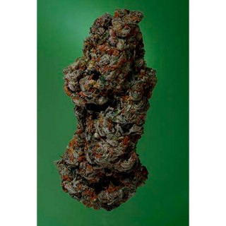 Amnesia Haze fem. Soma Seeds