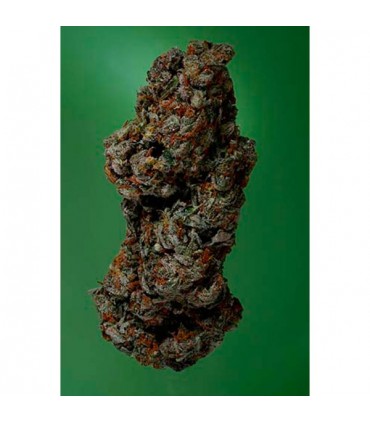 Amnesia Haze fem. Soma Seeds