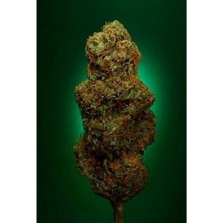 Buddha's Sister fem. Soma Seeds