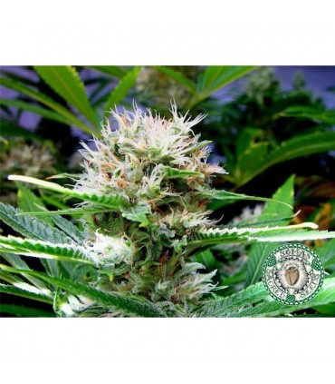Buddha's Sister  5 u. fem. Soma Seeds