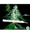 Hash Heaven  5 u. fem. Soma Seeds