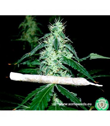 Hash Heaven 10 u. fem. Soma Seeds