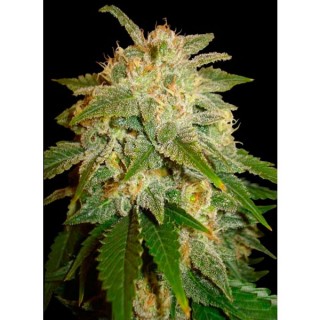 Kushadelic  10 u. fem. Soma Seeds