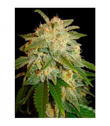 Kushadelic  10 u. fem. Soma Seeds