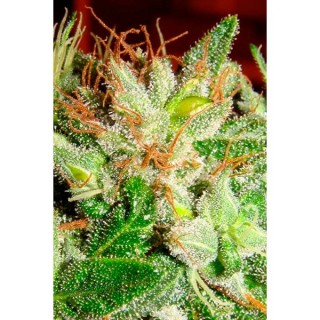 Kushadelic fem. Soma Seeds