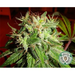 Kushadelic   5 u. fem. Soma Seeds