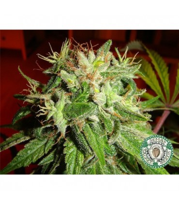 Kushadelic   5 u. fem. Soma Seeds