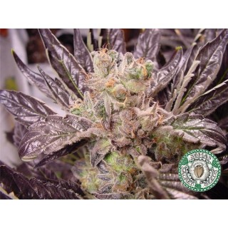 Lavender  5 u. fem. Soma Seeds