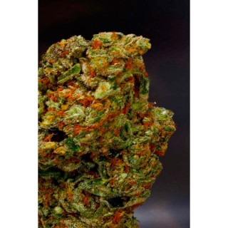 Lavender fem. Soma Seeds