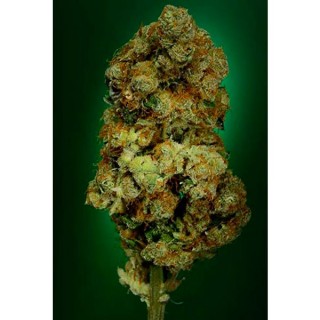 NYC Diesel Fem. Soma Seeds