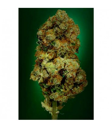 NYC Diesel Fem. Soma Seeds