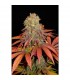 Rock Bud fem. Soma Seeds