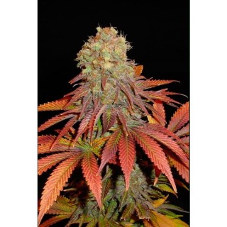 Rock Bud fem. Soma Seeds