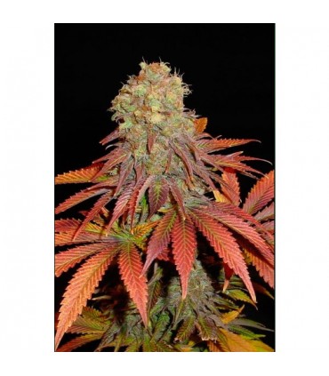 Rock Bud fem. Soma Seeds
