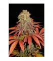 Rock Bud fem. Soma Seeds