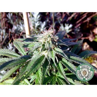 Rock Bud  5 u. fem. Soma Seeds