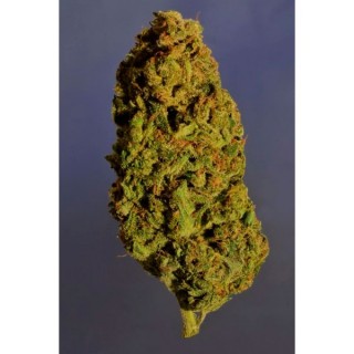 Sogouda 3 u. fem. Soma Seeds