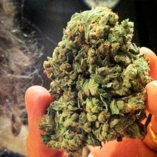 So G Kush fem. Soma Seeds