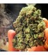 So G Kush 10 u. fem. Soma Seeds