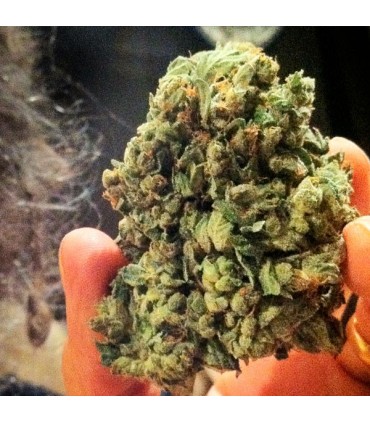 So G Kush  5 u. fem. Soma Seeds