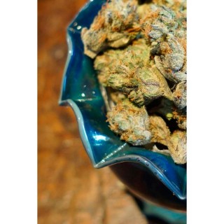 Somalicious fem. Soma Seeds