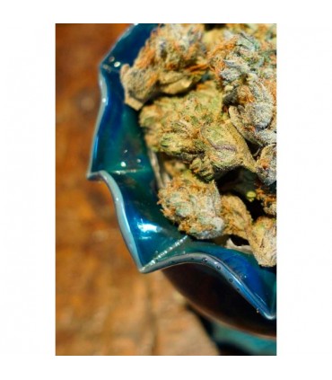 Somalicious fem. Soma Seeds