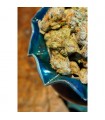 Somalicious  5 u. fem. Soma Seeds