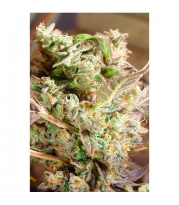 Somango fem. Soma Seeds