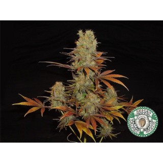 Somango   5 u. fem. Soma Seeds