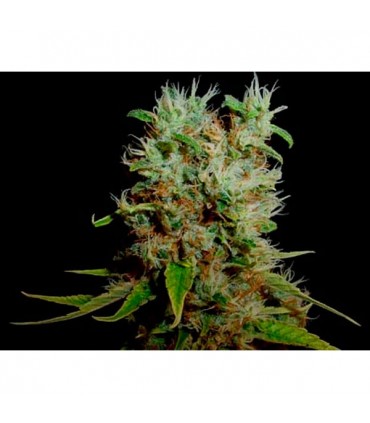 Soma Salad 10 u. fem. Soma Seeds DESCATALOGADA