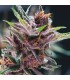 Black Cherry Punch fem. Pyramid Seeds