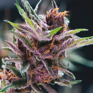 Black Cherry Punch fem. Pyramid Seeds