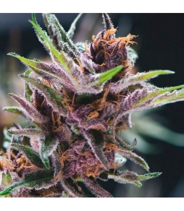 Black Cherry Punch fem. Pyramid Seeds