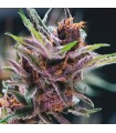 Black Cherry Punch fem. Pyramid Seeds