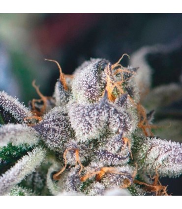 Cookies USA  5 u. fem. Pyramid Seeds