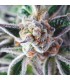 Do-Si-Dos fem. Pyramid Seeds