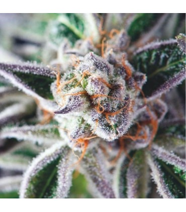 Do-Si-Dos fem. Pyramid Seeds