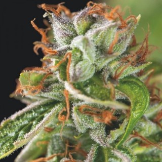 Double OG Haze fem. Pyramid Seeds