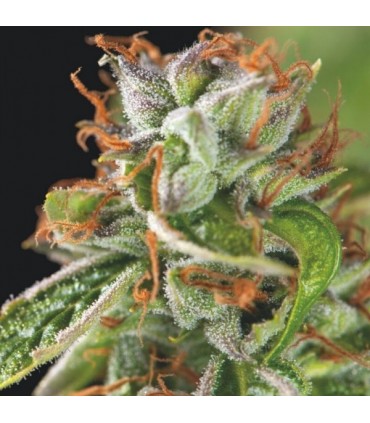 Double OG Haze  5 u. fem. Pyramid Seeds