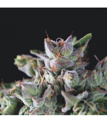 Gorila  5 u. fem. Pyramid Seeds