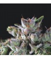 Gorila  5 u. fem. Pyramid Seeds