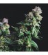 Purple Urkle   5 u. fem. Pyramid Seeds