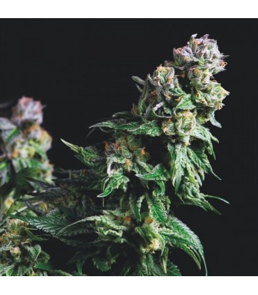 Purple Urkle   5 u. fem. Pyramid Seeds