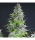 Romulan fem. Pyramid Seeds