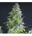 Romulan fem. Pyramid Seeds