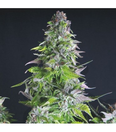 Romulan  5 u. fem. Pyramid Seeds