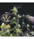 Sunset Sherbet  5 u. fem. Pyramid Seeds