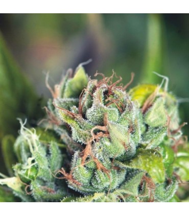 Tahoe Cure  5 u. fem. Pyramid Seeds